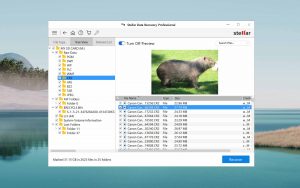 stellar data recovery preview found data
